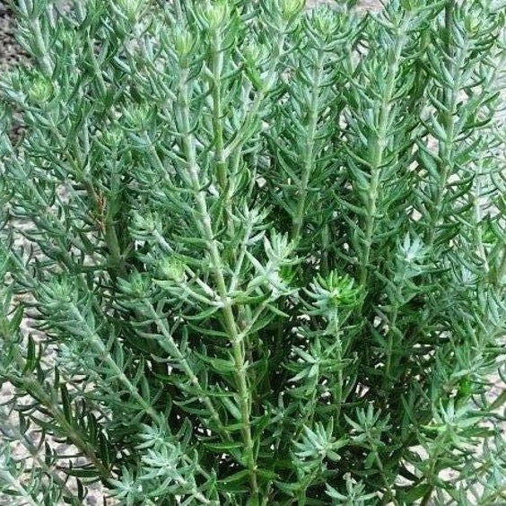 Coastal Rosemary Funky Chunky (Westringia fruticosa) - Ladybird Nursery