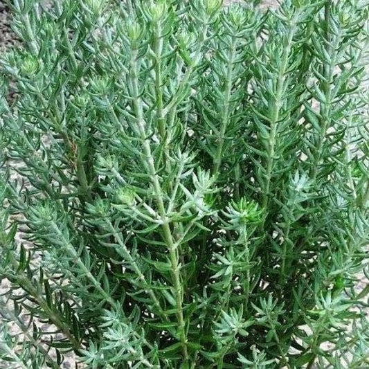 Coastal Rosemary Funky Chunky (Westringia fruticosa) - Ladybird Nursery