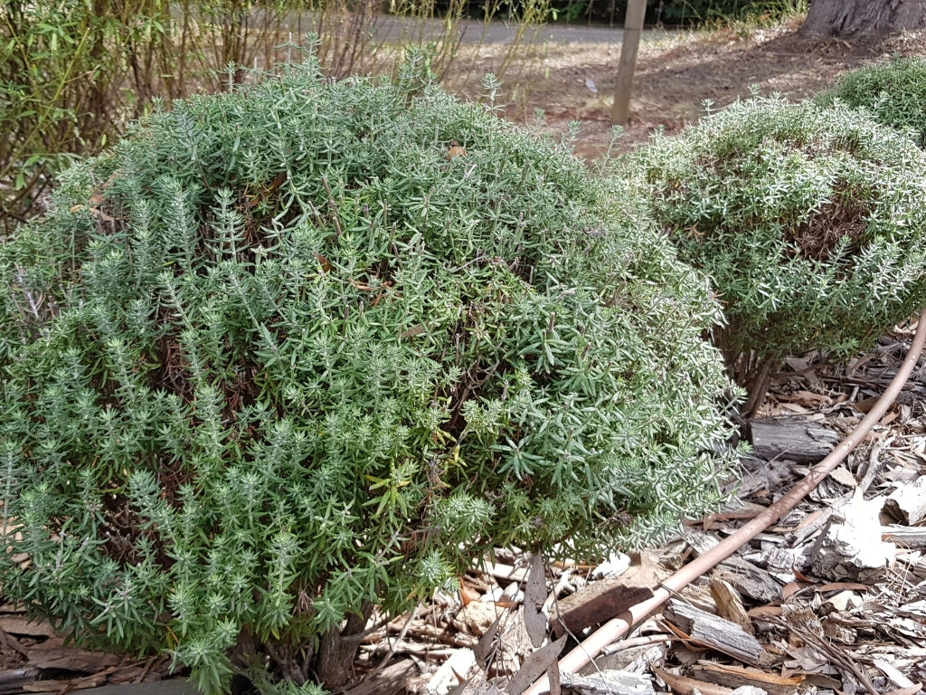 Coastal Rosemary Funky Chunky (Westringia fruticosa)