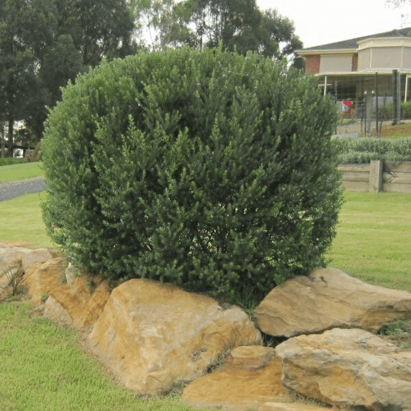 Coastal Rosemary NARINGA™ (Westringia hyb.) - Ladybird Nursery