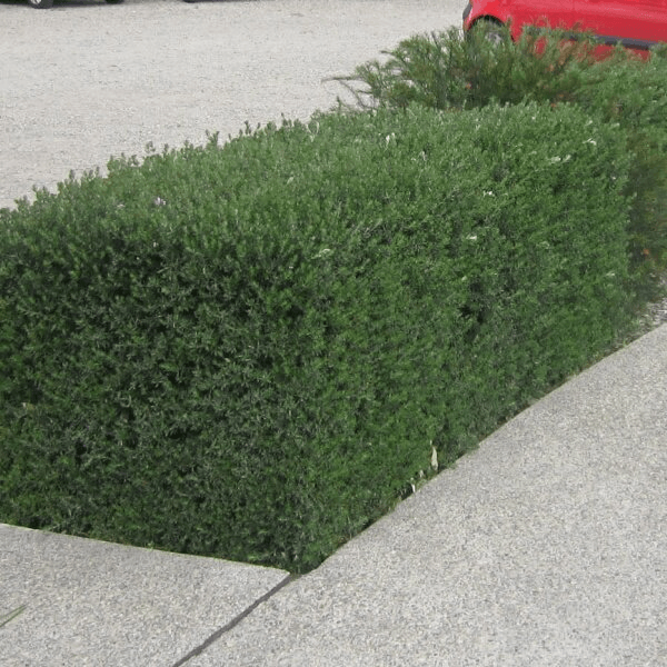 Coastal Rosemary NARINGA™ (Westringia hyb.) - Ladybird Nursery