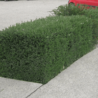 Coastal Rosemary NARINGA™ (Westringia hyb.)