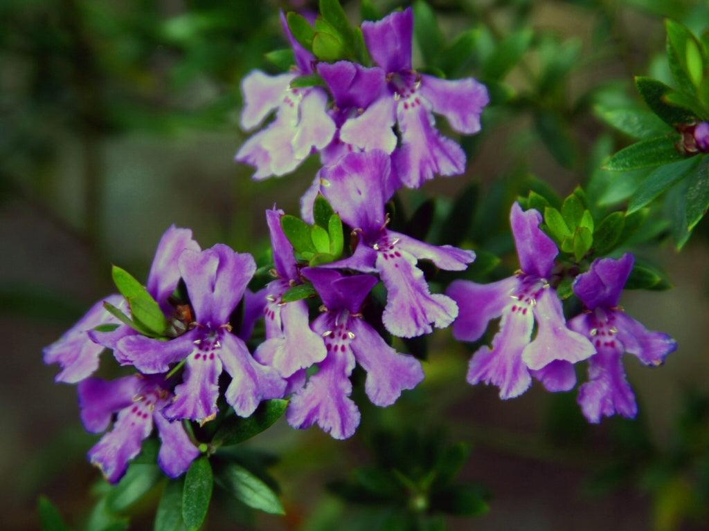 Coastal Rosemary Deeppurple (Westringia glabra)