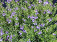 Coastal Rosemary 'Mighty Bloom' (Westringia fruticosa)