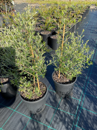 Grevillea Winpara Gold - Ladybird Nursery