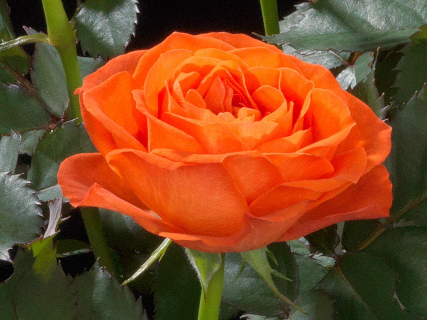 Rose Jewel Miniature Orange (Rosa)