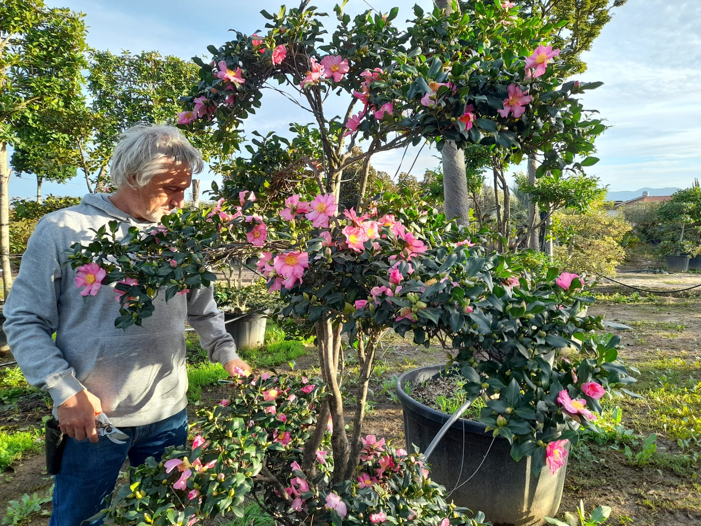 Sasanqua Camellia Bonsai Baby (Camellia sasanqua)