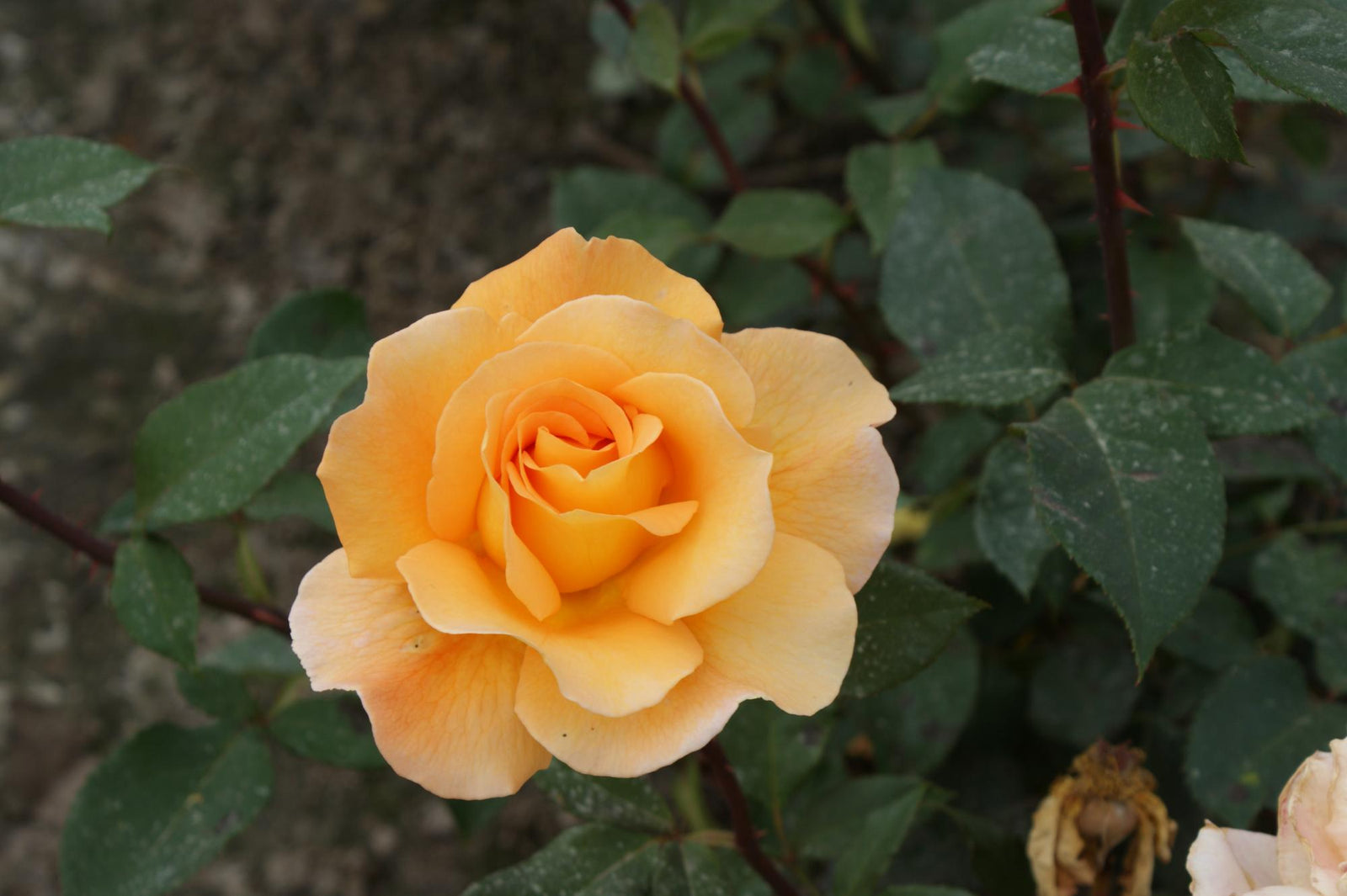 Rose Whisky (Rosa) - Ladybird Nursery