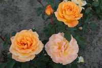 Rose Whisky (Rosa) - Ladybird Nursery