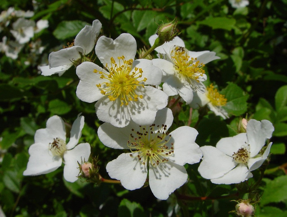 Rose White (Rosa multiflora)