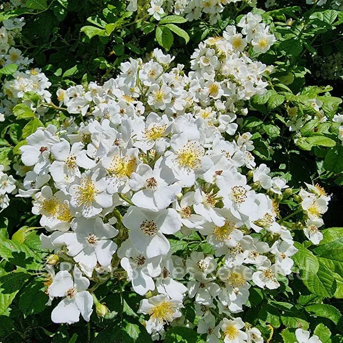 Rose White (Rosa multiflora)