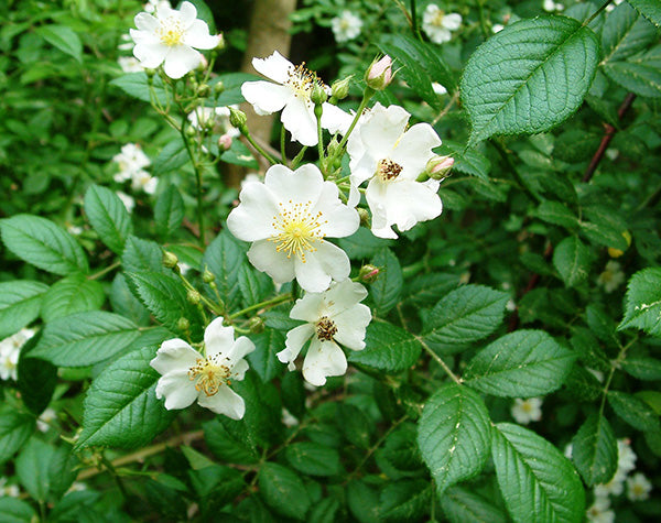 Rose White (Rosa multiflora)