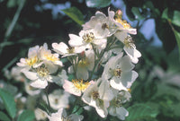 Rose White (Rosa multiflora)
