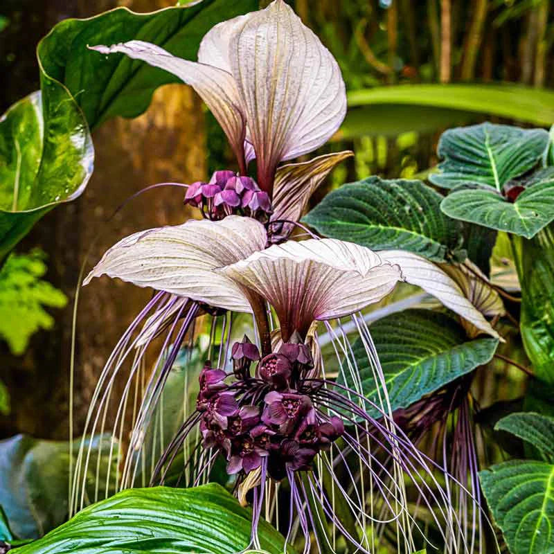 White Bat Plant (Tacca chantrieri)