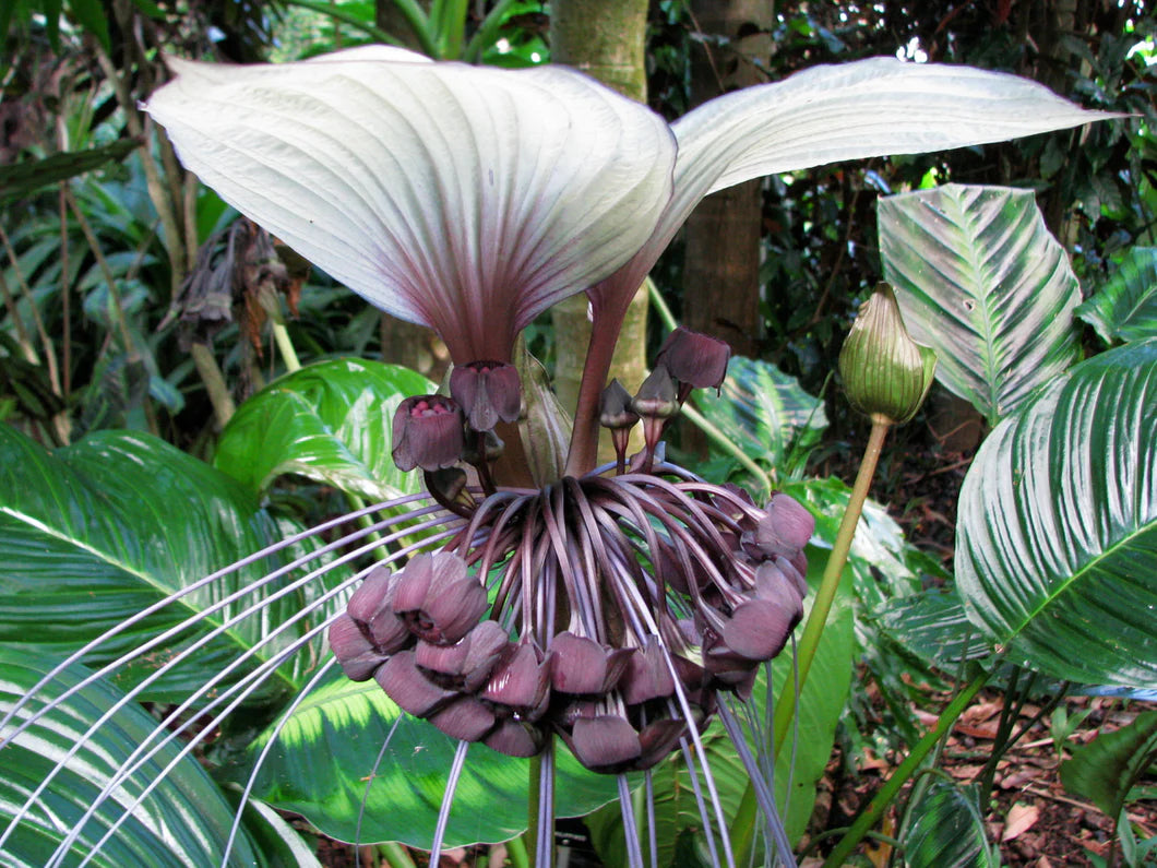 White Bat Plant (Tacca chantrieri)