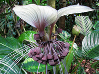White Bat Plant (Tacca chantrieri)