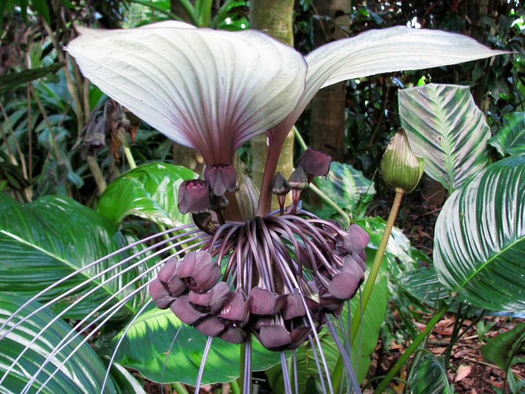 White Bat Plant (Tacca chantrieri) - Ladybird Nursery
