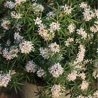 Mexican Orange Blossom dewitteana White Dazzler (Choisya x) - Ladybird Nursery