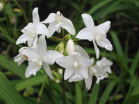 Ground Orchid White (Spathoglottis plicata)