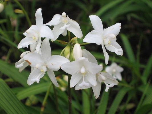 Ground Orchid White (Spathoglottis plicata)