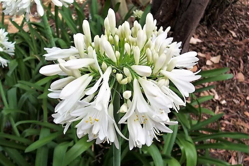 Agapanthus White