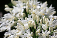 Agapanthus White