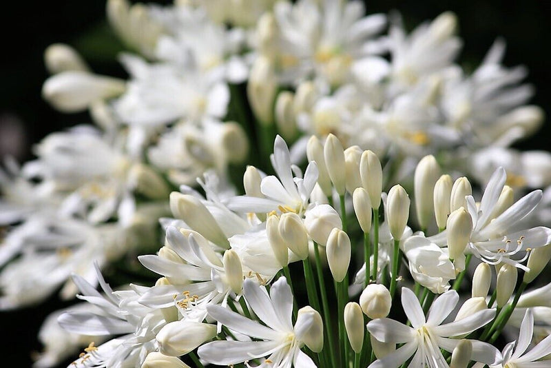 Agapanthus White