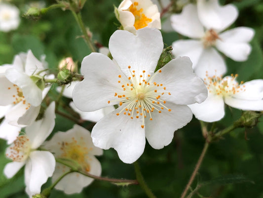 Rose White (Rosa multiflora)