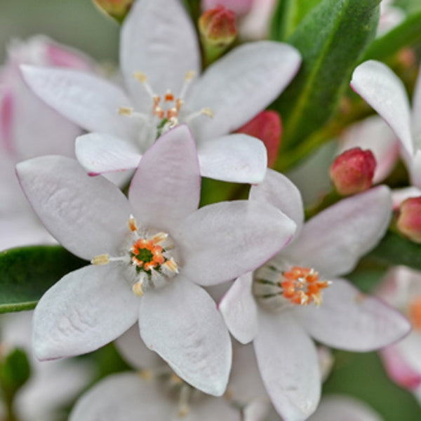 Waxflower Soft Swirls (Philotheca)
