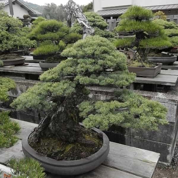 White Pine (Pinus parviflora glauca)