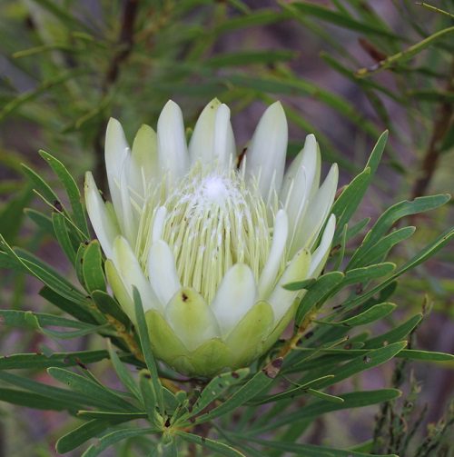 Protea White Repens 300mm PICK UP ONLY - Ladybird Nursery