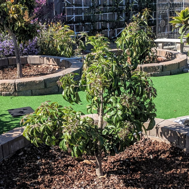 White Sapote Chris Grafted