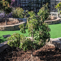 White Sapote Chris Grafted