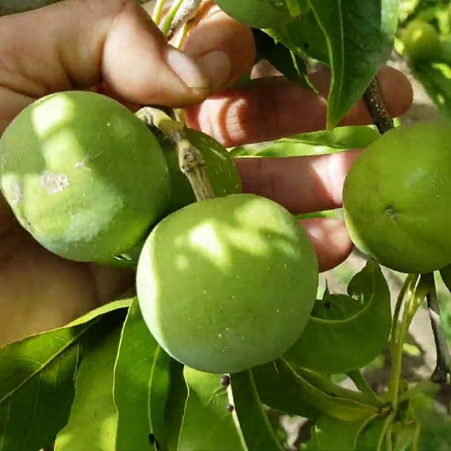 White Sapote Chris Grafted