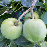White Sapote Chris Grafted