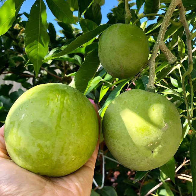 White Sapote Chris Grafted