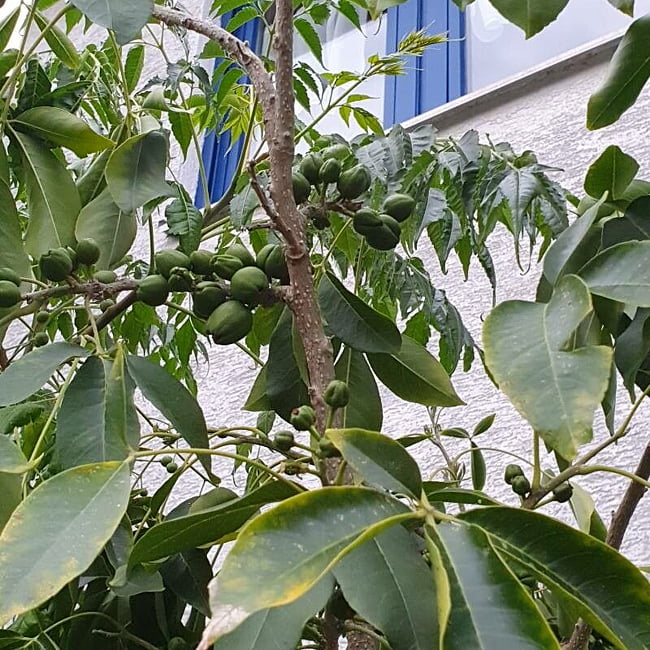 White Sapote Golden Globe Grafted