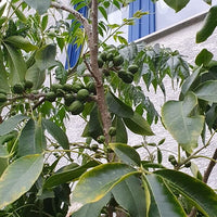 White Sapote Golden Globe Grafted