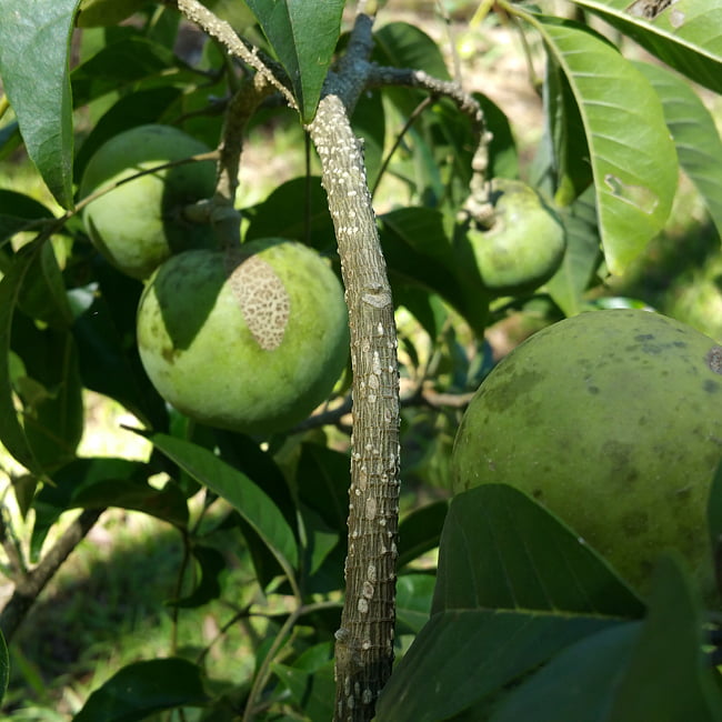 White Sapote Golden Globe Grafted