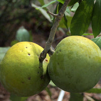 White Sapote Golden Globe Grafted