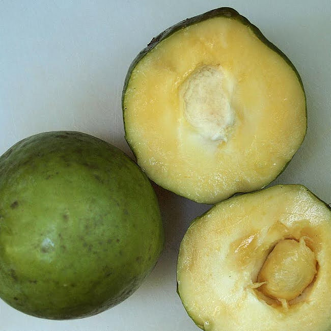 White Sapote Golden Globe Grafted