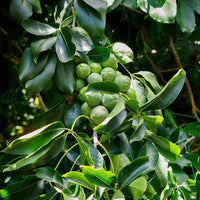 White Sapote Hawaiian supreme Grafted
