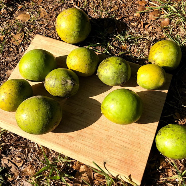 White Sapote Hawaiian supreme Grafted