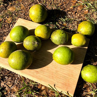 White Sapote Hawaiian supreme Grafted