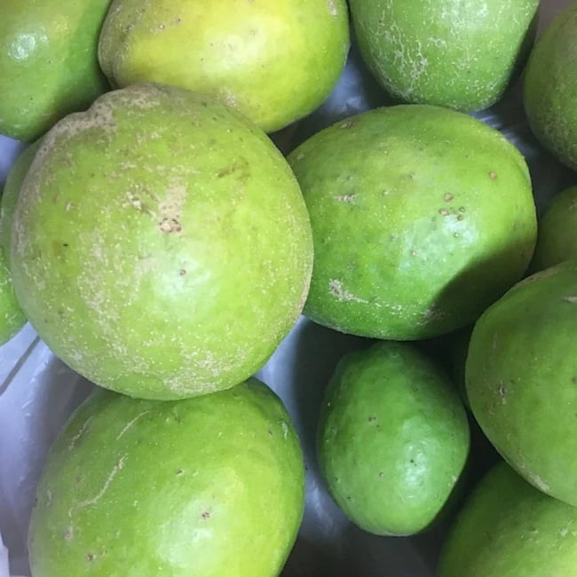 White Sapote Hawaiian supreme Grafted