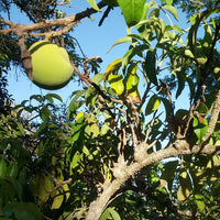 White Sapote Kampong Grafted