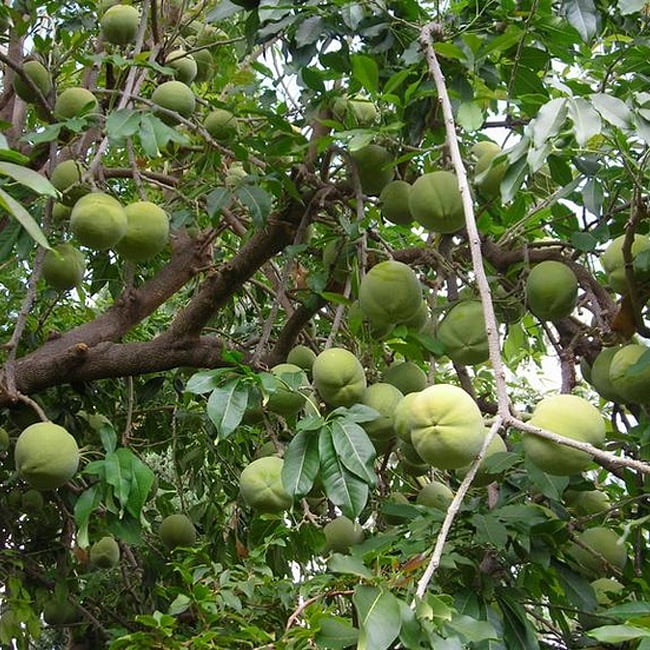 White Sapote Kampong Grafted