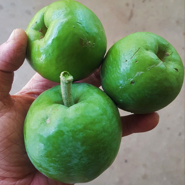 White Sapote Kampong Grafted