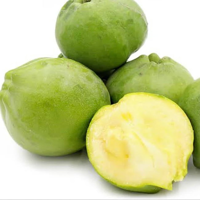 White Sapote Lemon Gold Grafted