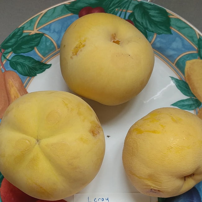 White Sapote Lemon Gold Grafted